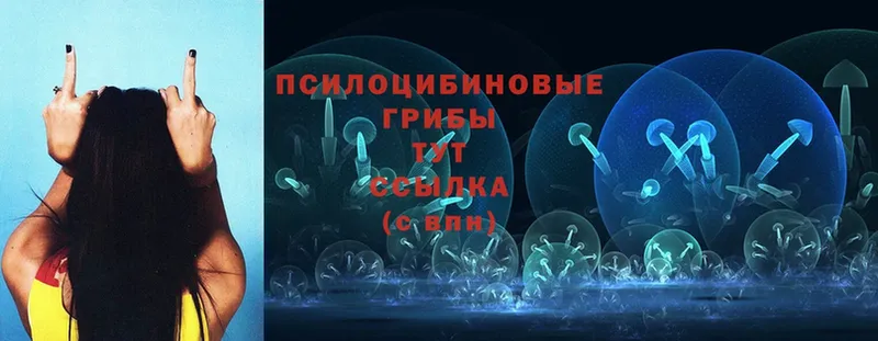 что такое   Новодвинск  Галлюциногенные грибы Magic Shrooms 