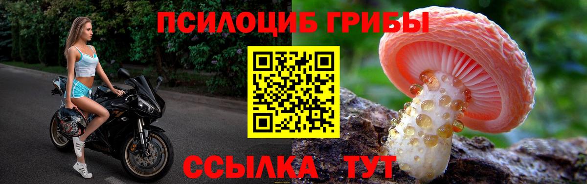 Галлюциногенные грибы Psilocybine cubensis Новодвинск